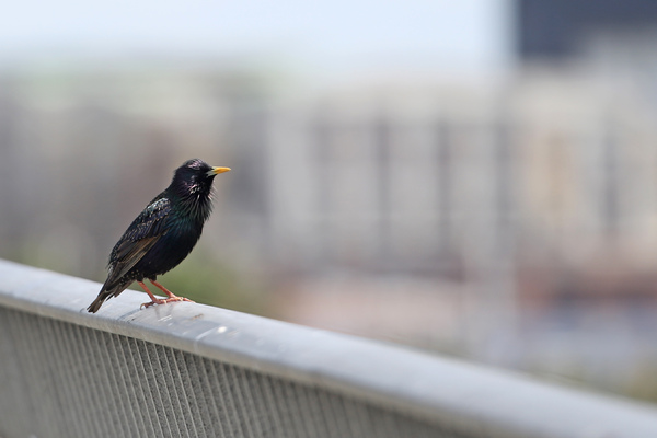 European Starling - Long Beach