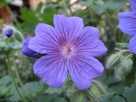 geranium magnificum