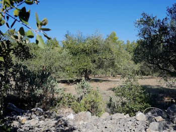Sur le plateau, une belle oliveraie