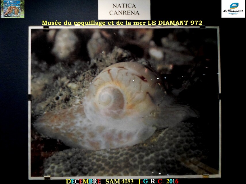 Le monde des coquillages de mer   2/5  7/    LE DIAMANT MARTINIQUE       D    24/10/2017