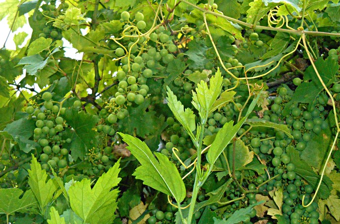 Muscat de Hambourg..Chasselas...belle récolte (bientôt)