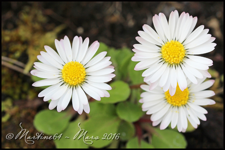 Couleurs de printemps