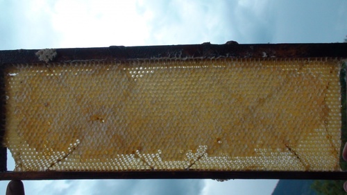 apiculture