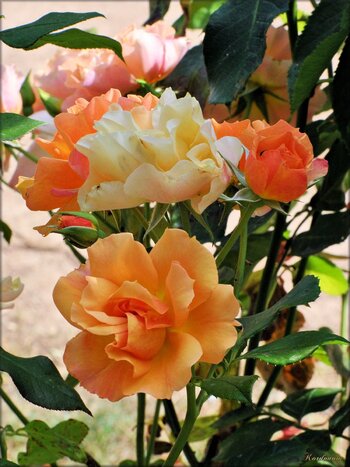 Photos de la roseraie du parc floral de la Court d'Aron