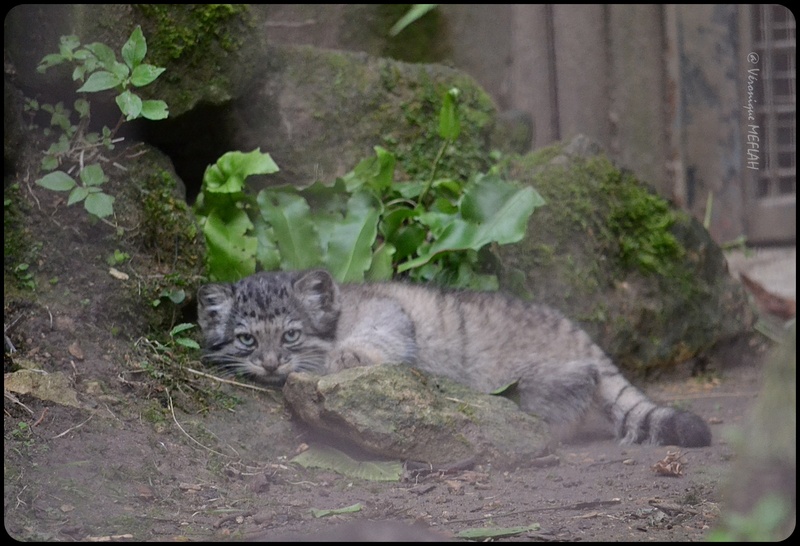 La Ménagerie, le Zoo du Jardin des Plantes : Chat de Pallas