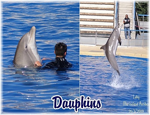 rencontre otaries marineland
