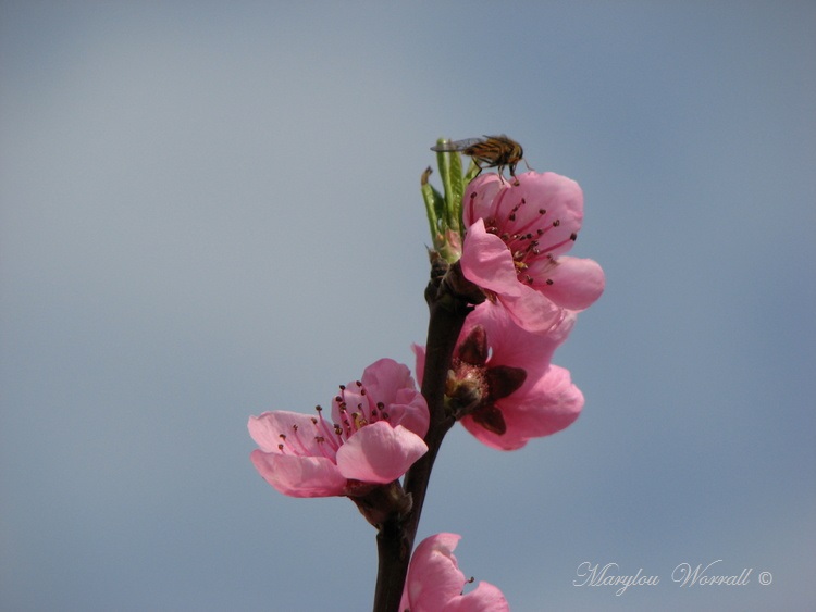 Encore du rose