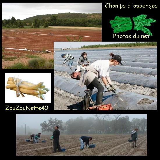 CHAMPS-D-ASPERGES-.jpg