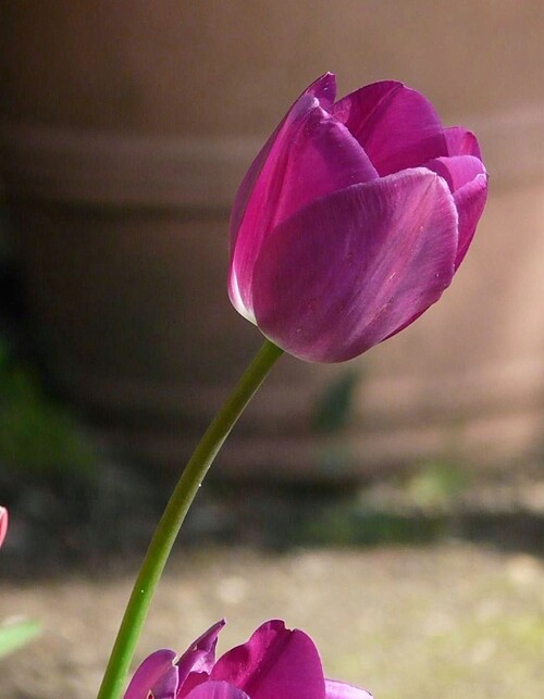 Tulipe darwin carmin
