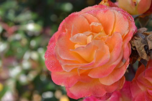 Le cartoscope du dimanche 17 janvier 2016