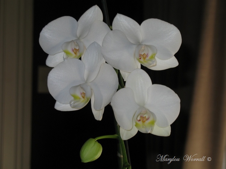 Orchidée blanch