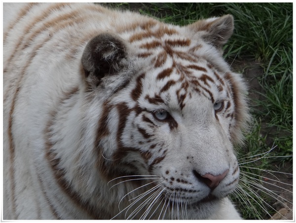 Zoo de Cerza - Le tigre blanc