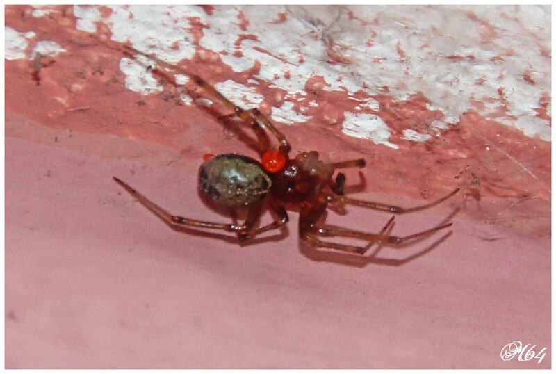 araignée : Steatoda castanea