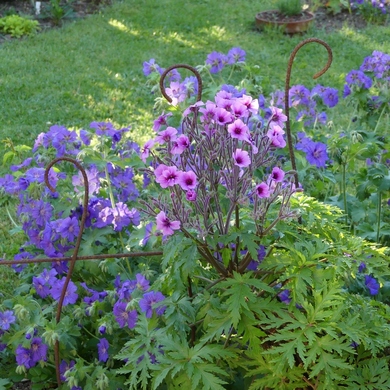 Voici le mois de mai où les fleurs volent au vent...