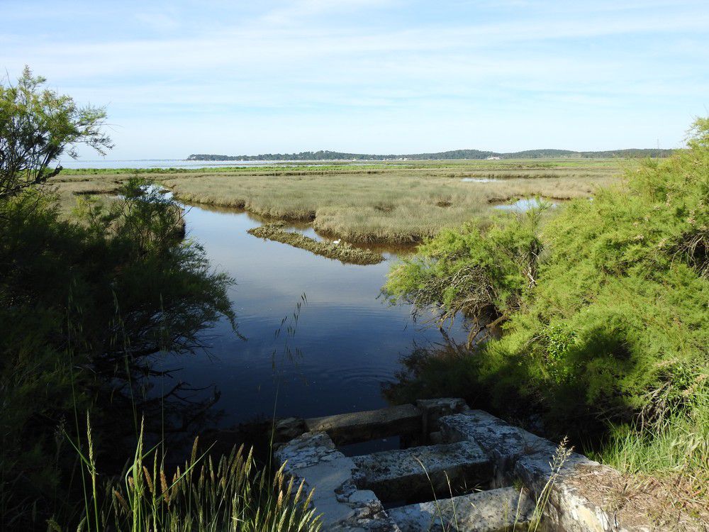 Petite balade dans la Réserve des Prés Salés d'Arès et Lège-Cap-Ferret, mai 2024...