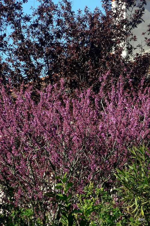 Arbustes en fleur : tamaris et forsythia