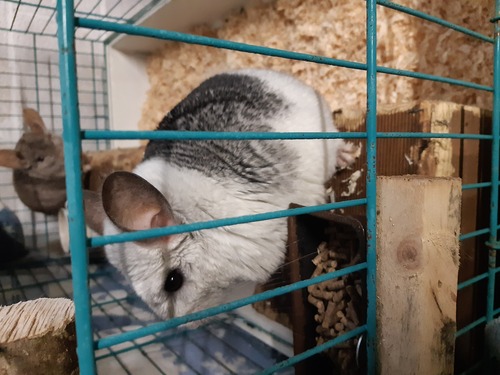 Mes chinchillas