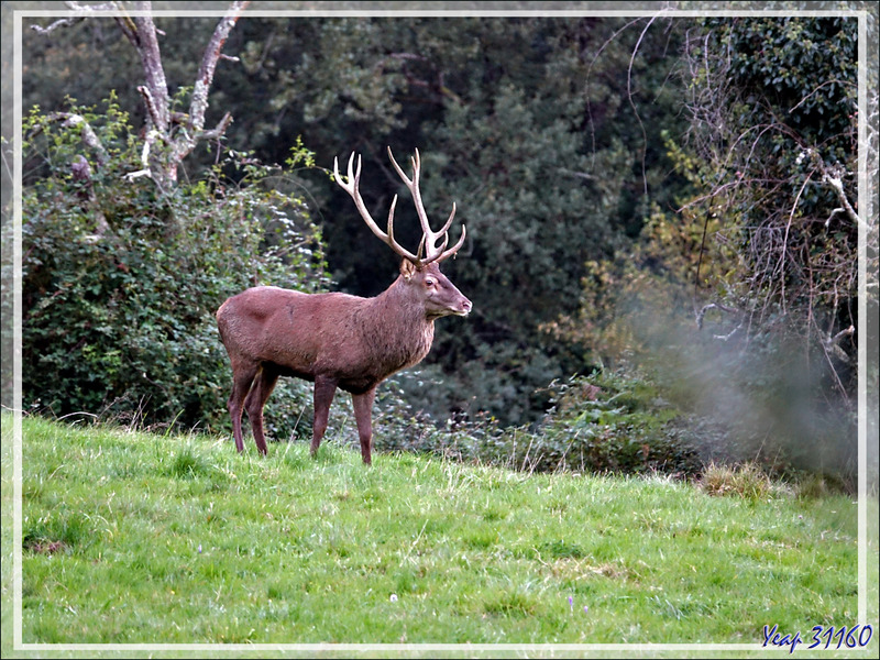 08/10/2021, 19 h 30 :  en fait c'est un cerf 13 cors (7 à gauche et 6 à droite) - Lartigau - Milhas - 31