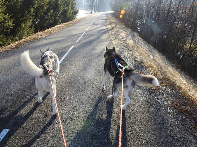 3 loups en Savoie