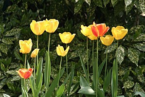printemps1.tulipes-jaunes-et-rouges-jpg.jpg