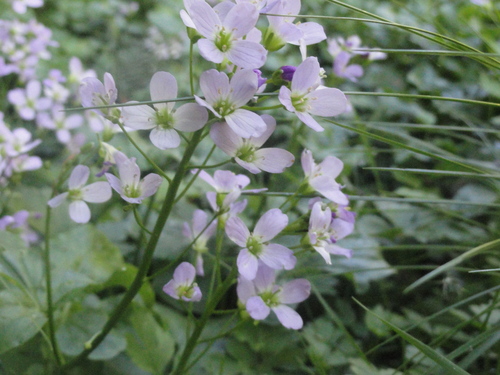 Fleurs roses