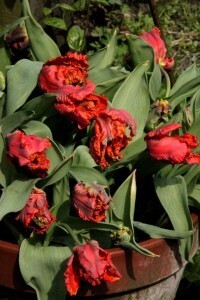 Tulipes Rococo4