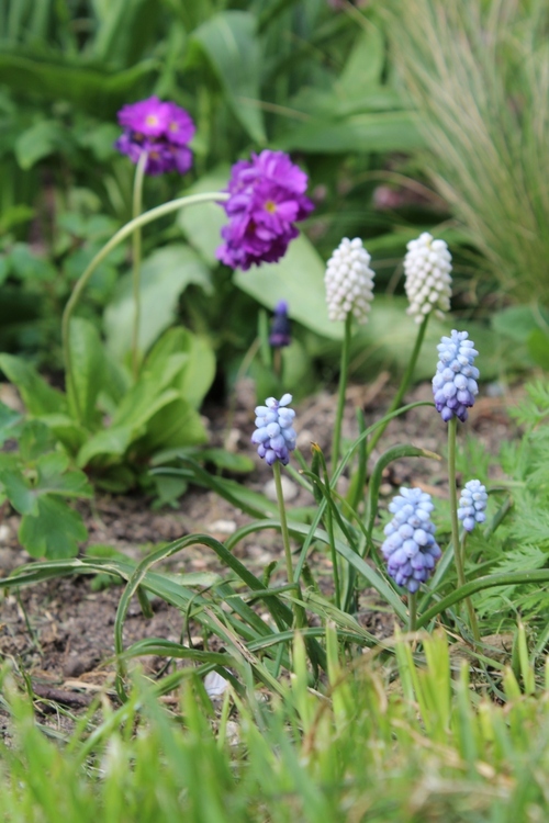 Vague de fleurs en ce début d'avril