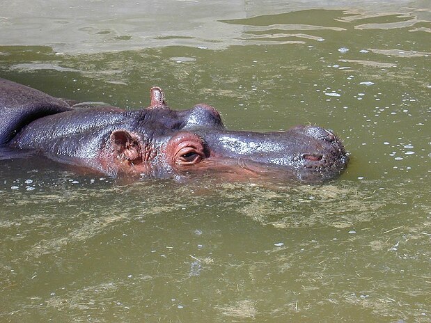 Fichier:Tête d'hippopotame.jpg
