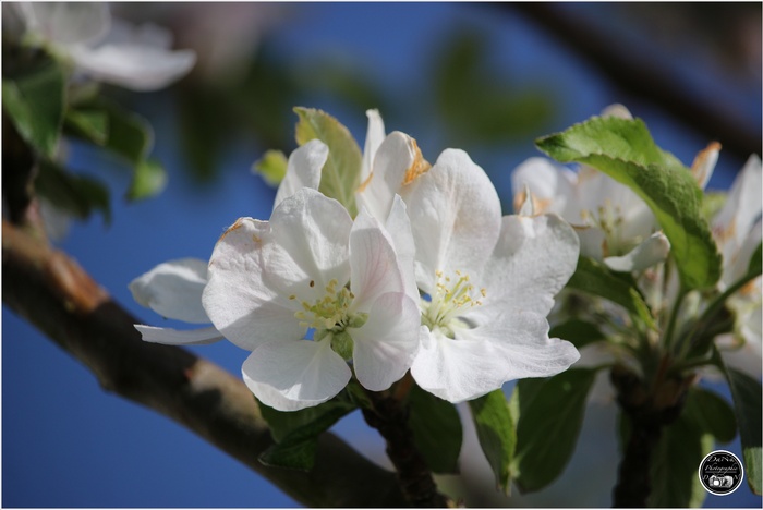 Mon pommier "Cloche Ardennaise"