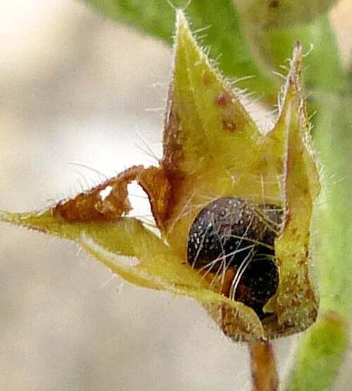 Vertus médicinales des plantes sauvages : Germandrée  Petit Chêne