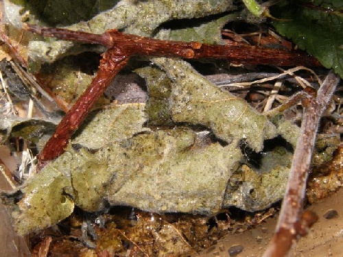 La chenille
