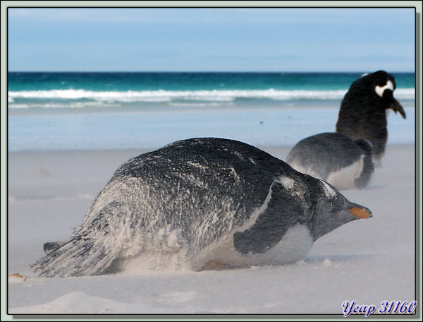 Manchots papous (Pygoscelis papua) dans la tourmente de sable - Volunteer Point - Falkland Islands, Iles Malouines, Islas Malvinas