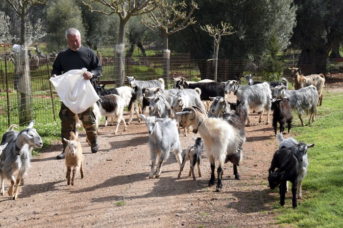 Aradena - Berger et son troupeau de chèvres