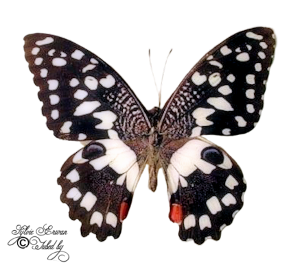 Papillons création 10