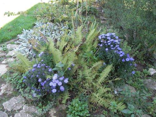 floraison des asters