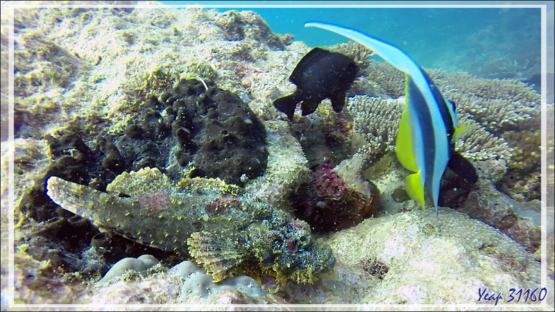 Plongée sur le spot Akio Reef : Rascasse tête plate, Poisson-scorpion à houppes, Tassled scorpionfish, Smallscale scorpionfish (Scorpaenopsis oxycephala) - Nosy Tsarabanjina - Mitsio - Madagascar