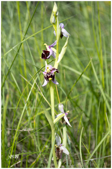 - Orchidées sauvages de Drôme