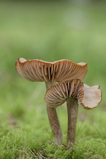 Champignons du jour ...