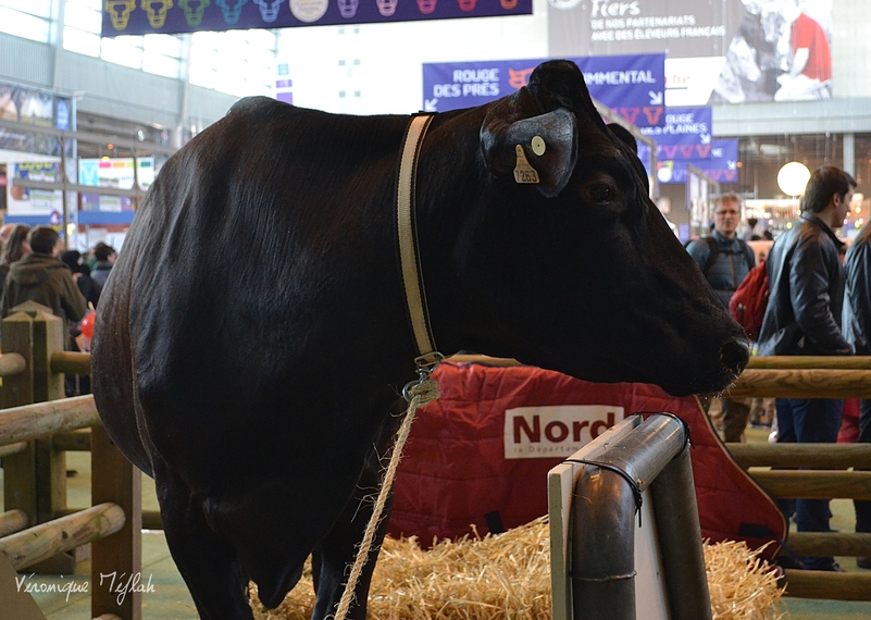 Filouse, égérie de l'édition 2015 du Salon International de l'Agriculture