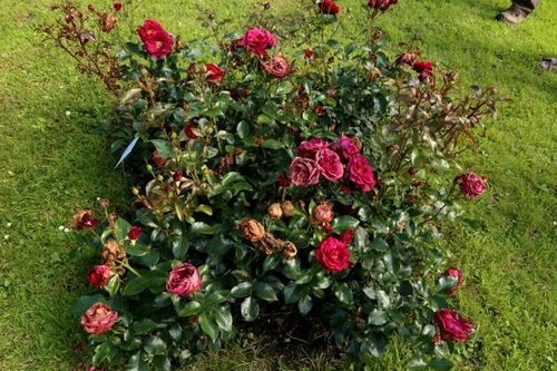 Concours International de Roses Nouvelles du Roeulx - Jugement de juin