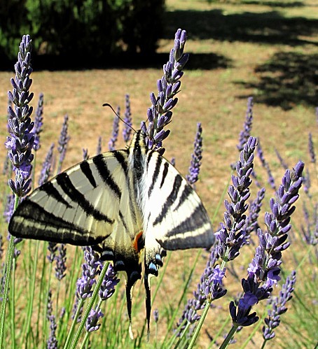 papillon flambe lavande provence macro