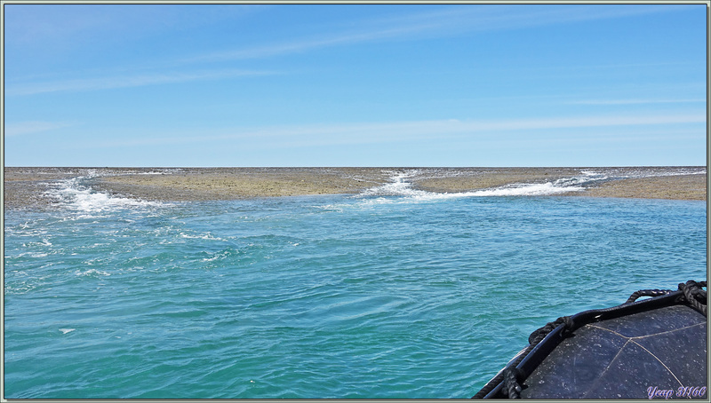 18/09/2022 : les cascades du Montgomery Reef et le Crocodile marin, Salt-water Crocodile (Crocodylus porosus) - Collier Bay - Kimberley - Australie
