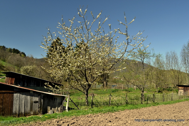 2015.04.24 Lacs de la Thuile et de St-André (Rhône-Alpes, Savoie)