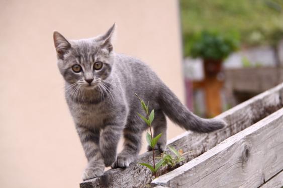 chat sexe pointe a pitre