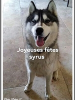 Syrus (10 mois)