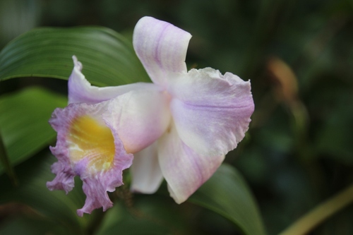 Jardin des orchidées à Monteverde