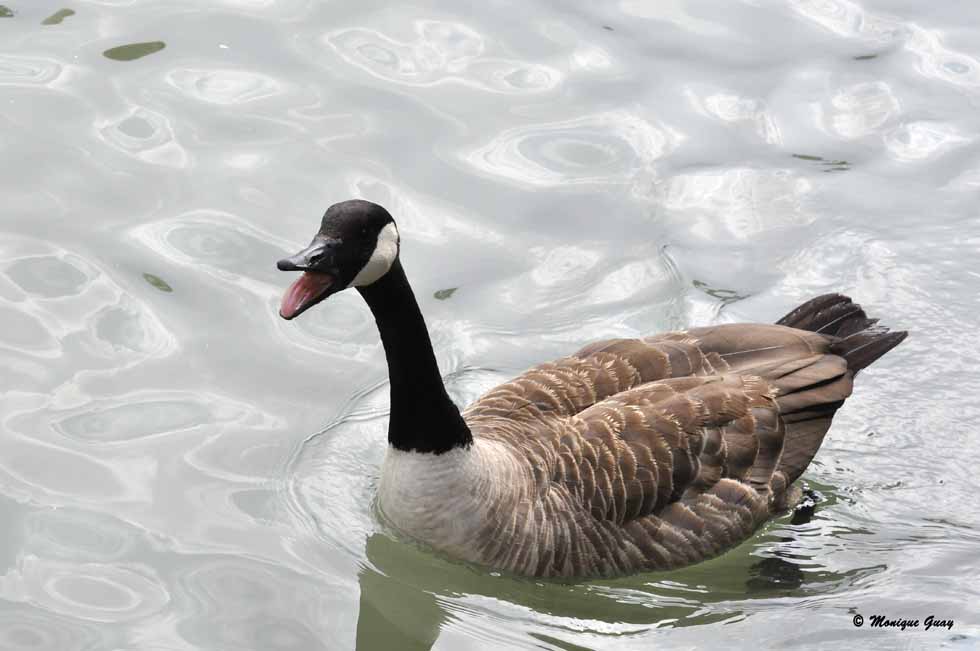 Bernaches du Canada sur la Marne