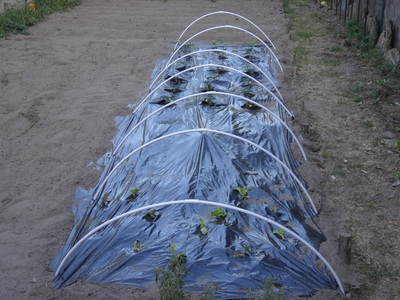 J'ai planté des fraisiers