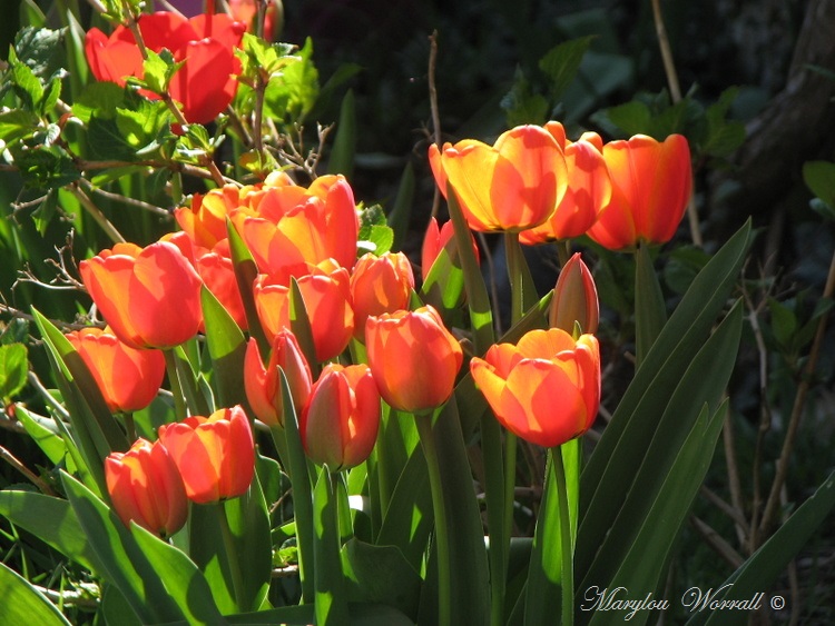 Tulipes rouges