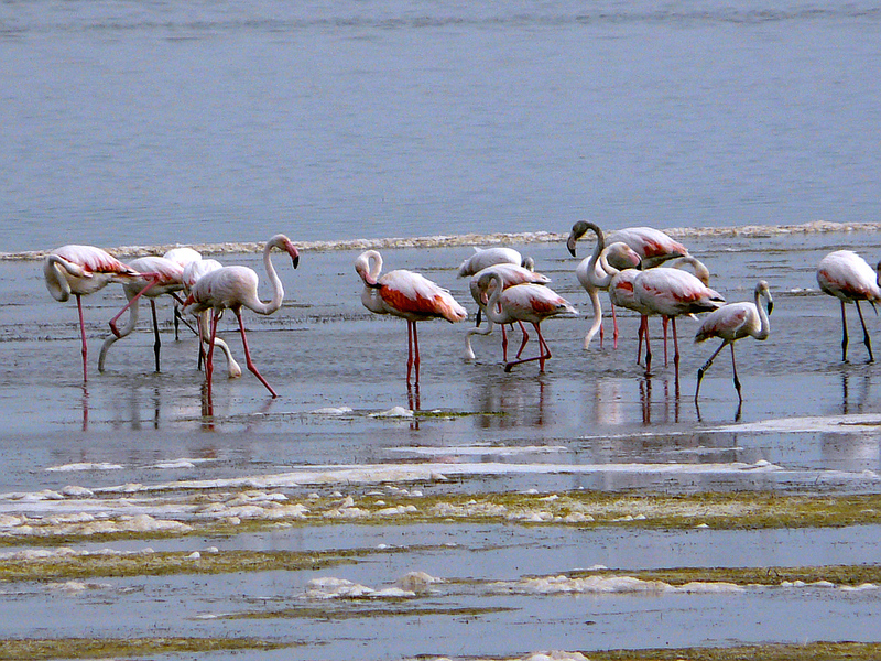 Flamants un peu roses - La Palme - 11